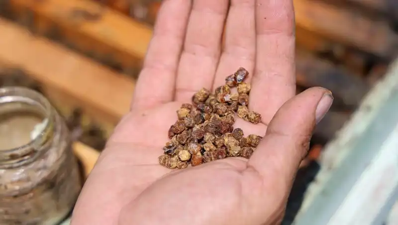 Eskiden Atılan Besin, Şimdi Kilosu 3 Bin TL’den Satılıyor: Protein Zengini Sır
