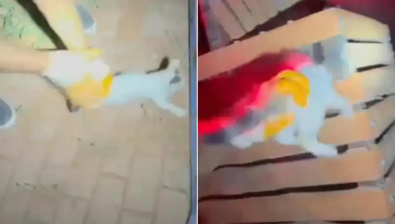 Gece Yarısı Kedi Kurtarma Operasyonu: İtfaiye Ekipleri Hayvanları Kurtardı