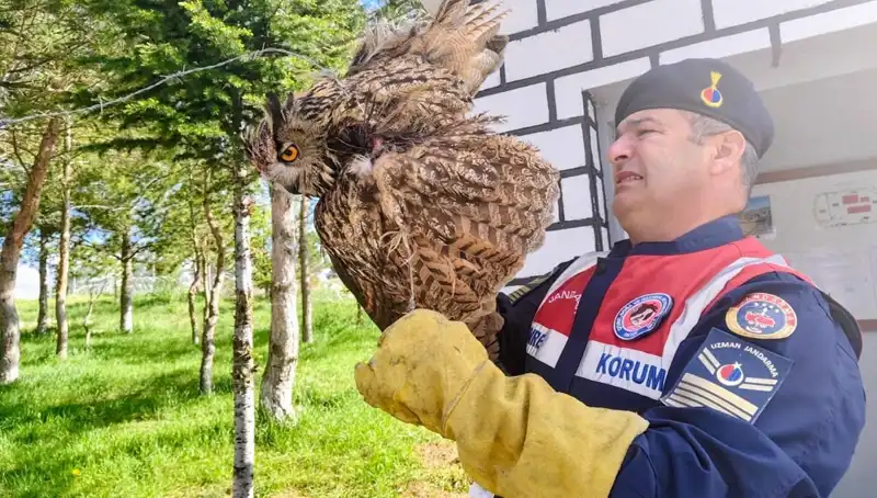 Dikenli Tellerden Kurtarılan Puhu, Hayata Döndü!