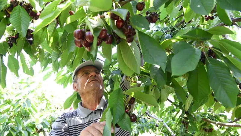 Lapseki'nin Dev Taratoru: Çay Bardağına Sığmayan Lezzet