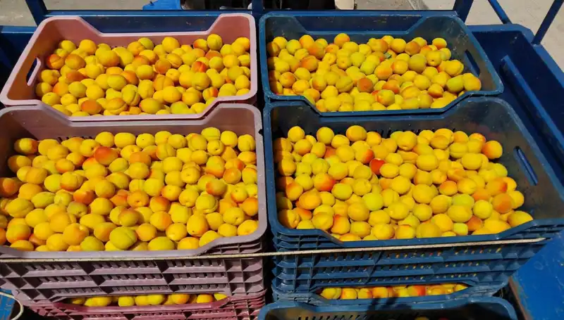 Tarımda Yeni Bir Dönem: İlk Hasat Satışı 500 TL’ye Gerçekleşti!