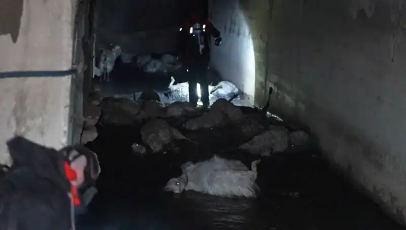 Keskin Koku Gizemini Çözülmesi Zor Bir Hayvan Telefi Yarattı