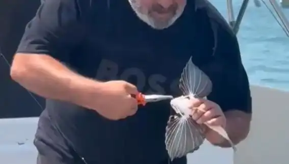 Saros Körfezi'nde Nadir Kırlangıç Balığı Oltaya Takıldı!