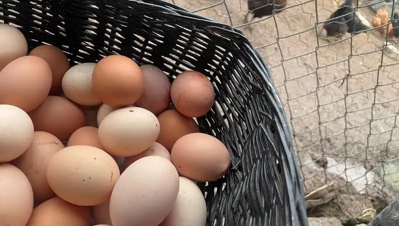Okulların Açılmasıyla Mayıs Çukuru Nasıl Aşılacak? En Uygun Protein Seçenekleri