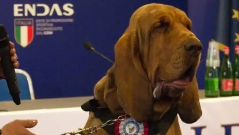 Arama Köpeğine Suikast: Çivili Sosisle Korkunç Saldırı!