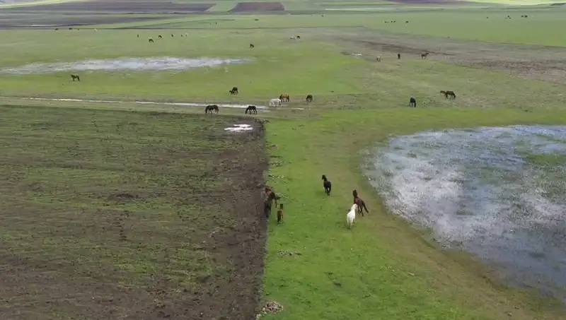 Kars'ın Büyüleyici Doğasında Yılkı Atlarıyla Buluşma Anları