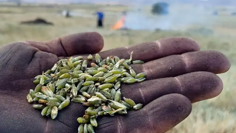 Firik Sezonu Başladı: Doğanın Lezzeti Sofralarımızda!