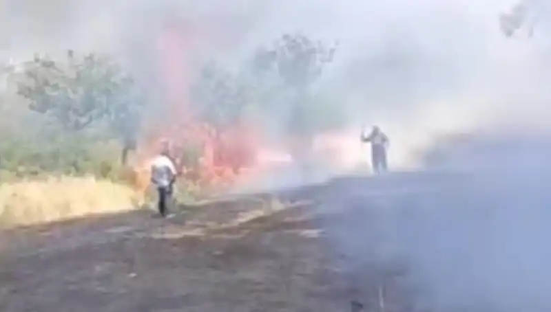 Çay Üretiminde Krize Yol Açan Ateş: Fıstık Ağaçları Yandı!