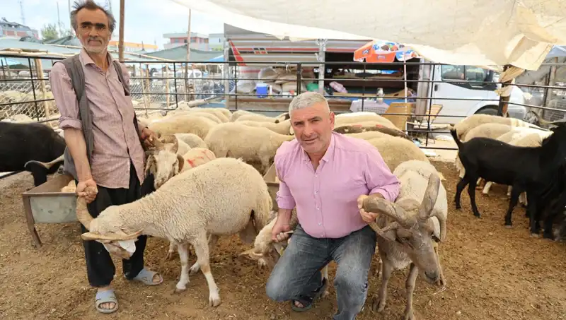 Kurban Pazarının Gözdesi: Dört Boynuzlu Koçların Fırtınası