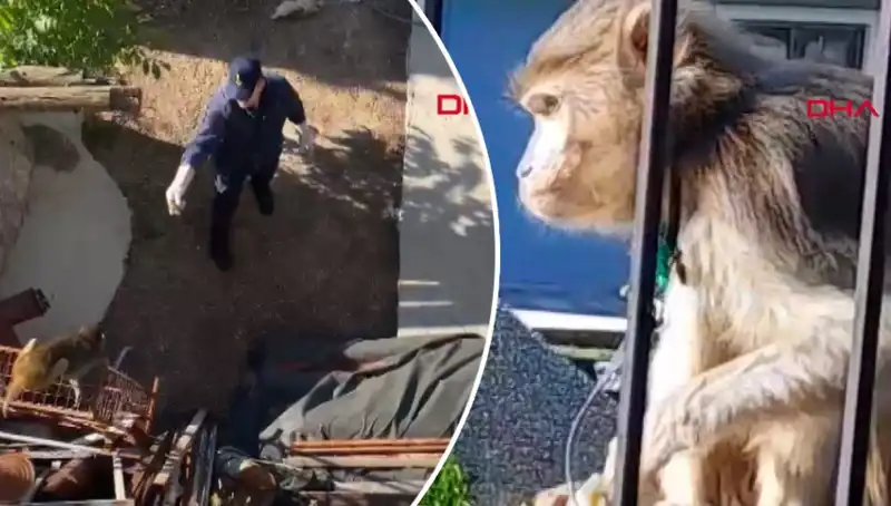 Muğla’da Maymun Kovalamacası: Yerel Halk Tedirgin Oldu!