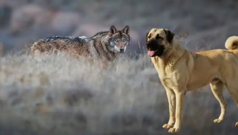 Kangal Köpeği Talebini Artıran Kurt Popülasyonu Neden Bu Kadar Önemli?