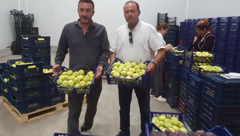 Mersinli Çiftçilerin Gururu: Tanesi 20 TL'ye İhraç Edilen Ürünler!