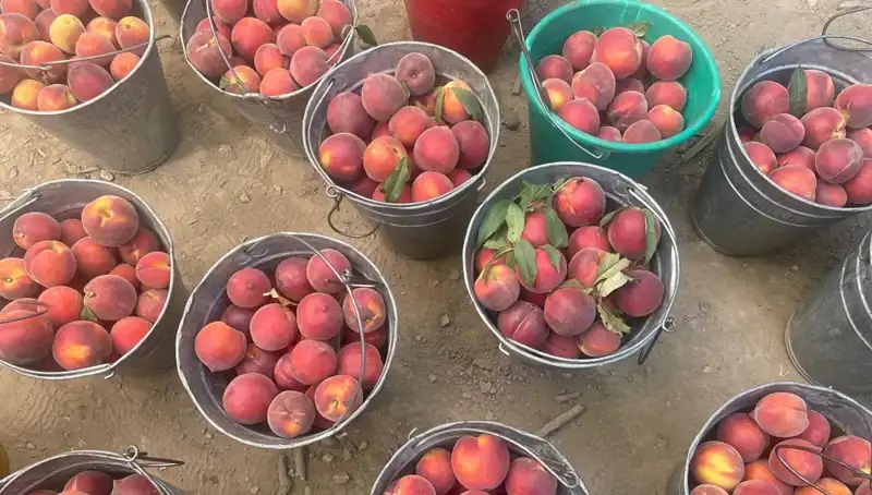 Hasat Sezonu Başladı: Çiftçiler Fiyatların Artışından Memnun