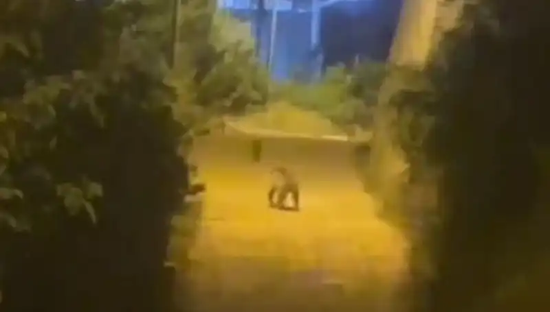 Gümüşhane Şehir Merkezine Ayı İndi: Halk Telaş İçinde!