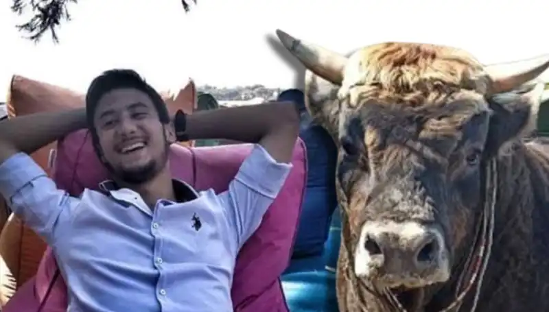 Aydın'da Şok Eden Güreş Boğası Olayı: Bir Can Pazarı!