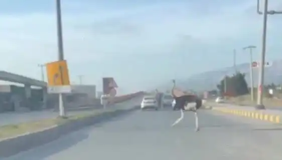 Trafikte Deve Kuşu Görenler Hayretler İçinde Kaldı