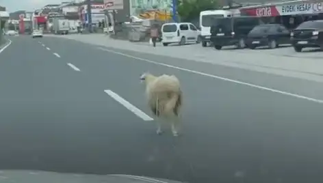 Yalova'da Kaçan Kurbanlıklar Trafiği Alt Üst Etti: O Anlar Kamera Kayıtında!