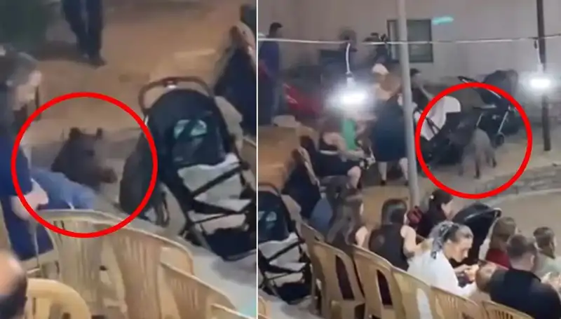 Yaban Domuzu Düğüne Dalınca, Panik ve Kaos Hakim Oldu!