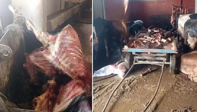 Adana'da 2,5 Ton At Eti Ele Geçirildi, 4 At Hayata Döndü!