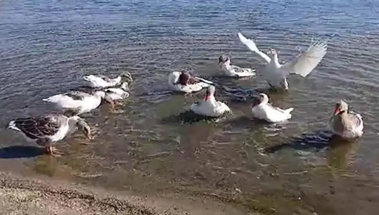 Denizde Yüzerek Tepki Çeken Kazlar Kümese Kapatıldı!